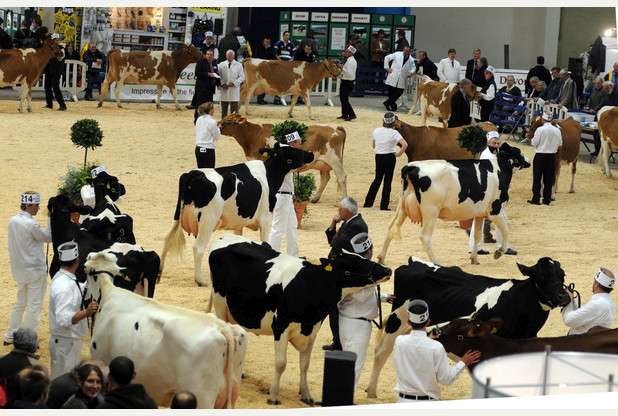 Royal Bath & West - Dairy Show