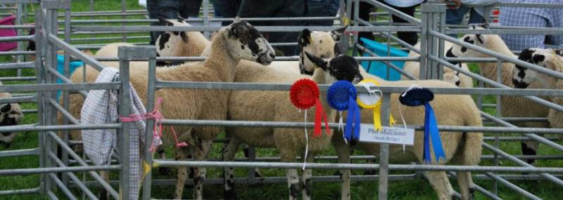 Hawkshead Show