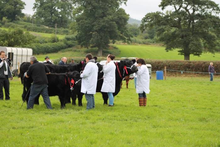 Llandeilo Show