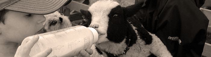 Ulverston & North Lonsdale Show