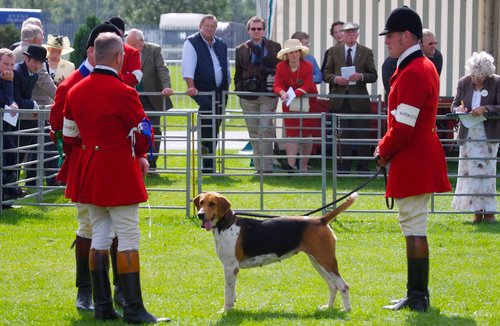 Festival of Hounds