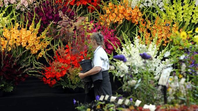 Harrogate Autumn Flower Show
