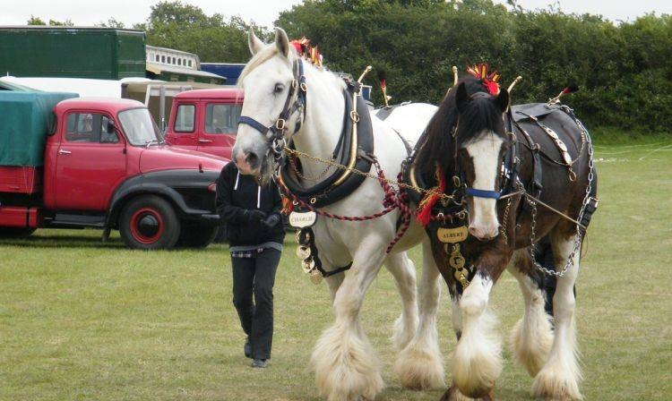 Cuckoo Spring Fayre