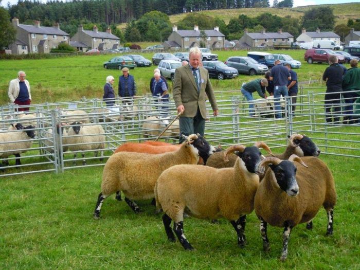 Falstone Show