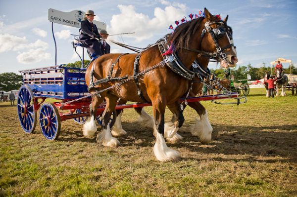 New Forest & Hampshire County Show