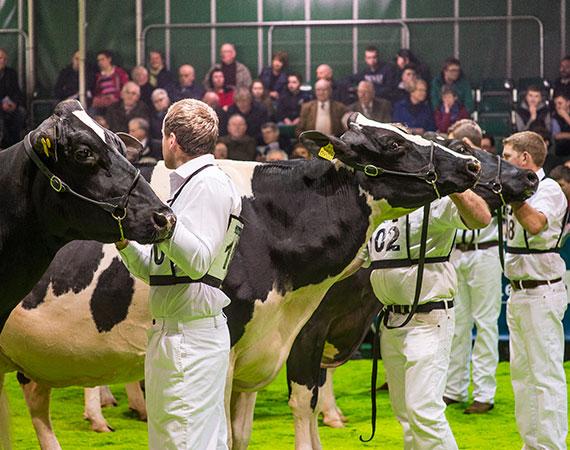 Royal Ulster Winter Fair