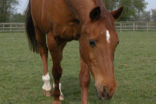 Foal Farm Animal Rescue Centre