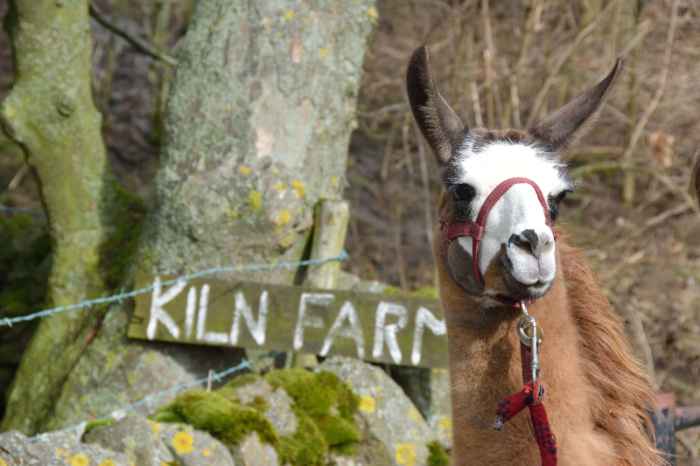 Nidderdale Llamas