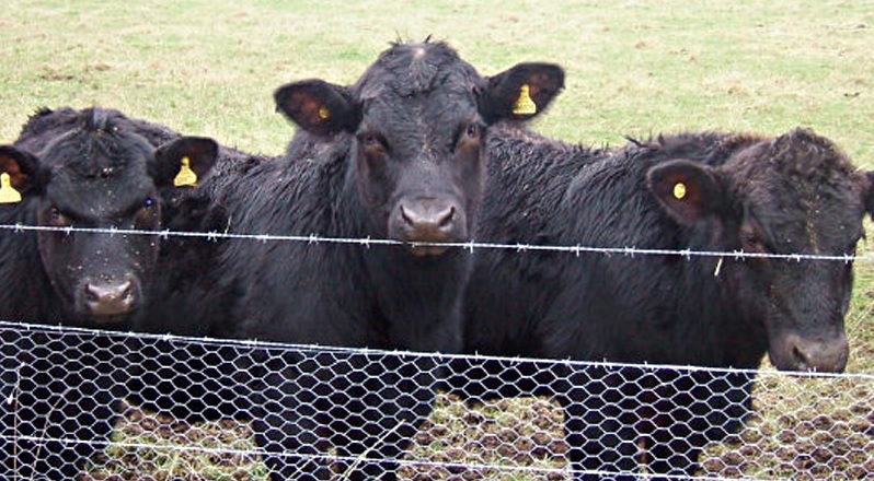 Wynford Farm