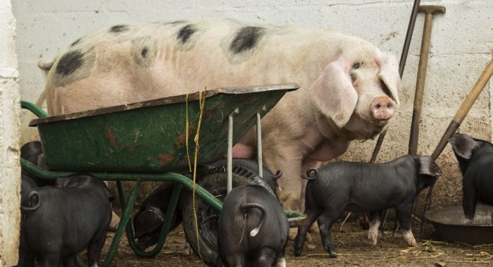Gorgie City Farm