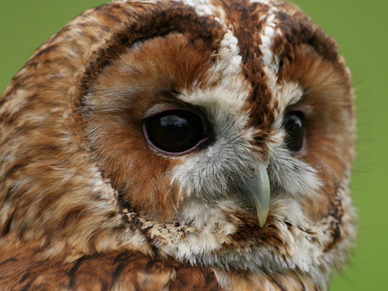 Herrings Green Activity Farm & Bird of Prey Centre