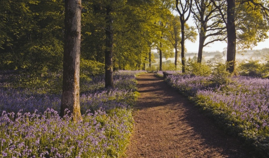 Arlington Bluebell Walk