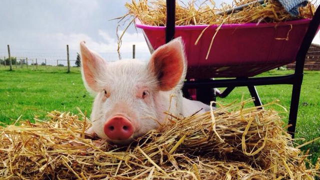 Piglets Adventure Park