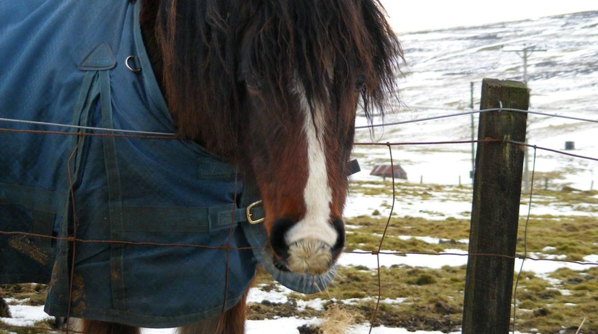 Only Foals and Horses Sanctuary