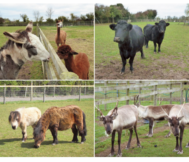 Paradise Found Educational Farm Park 