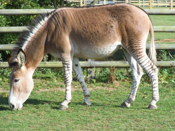 Radcliffe Donkey Sanctuary