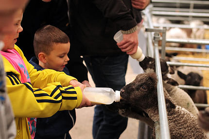 Big Sheep & Little Cow Farm