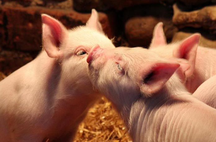 Baylham House Rare Breeds