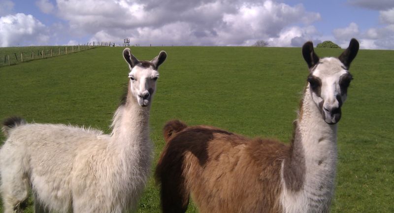 Lamont City Farm