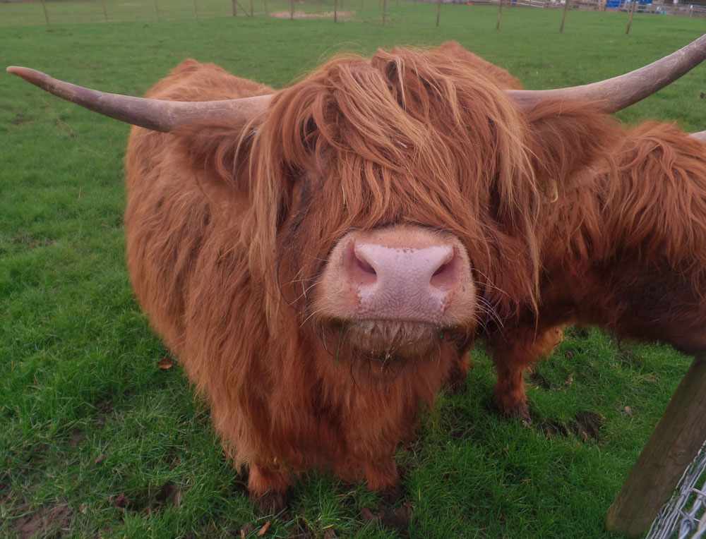 Godstone Farm