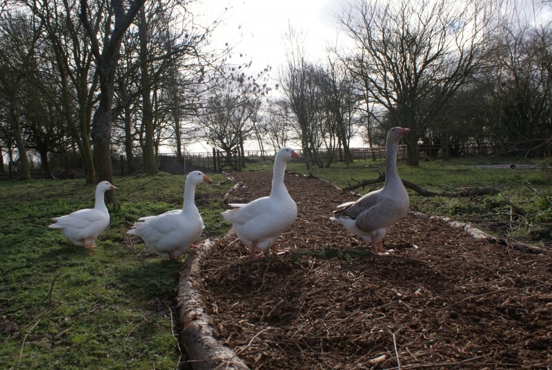 South Angle Farm Park