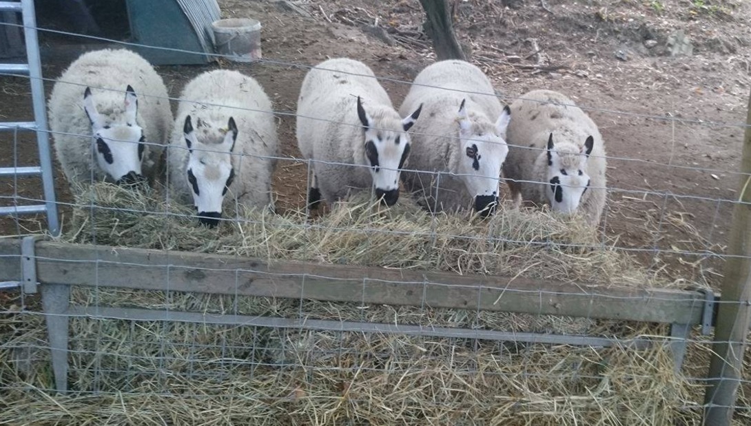 Aston Springs Farm