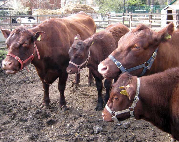 Surrey Docks Farm