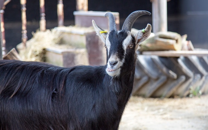 Croxteth Park Farm