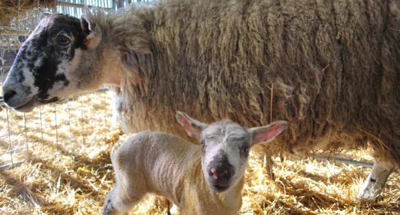 Umberslade Farm Park