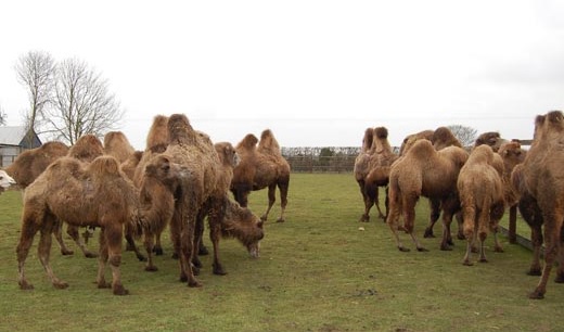 Oasis Camel Park