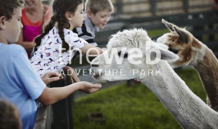 The Web Adventure Park