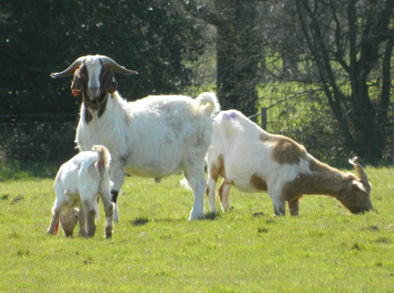 Hardwick Park Farm