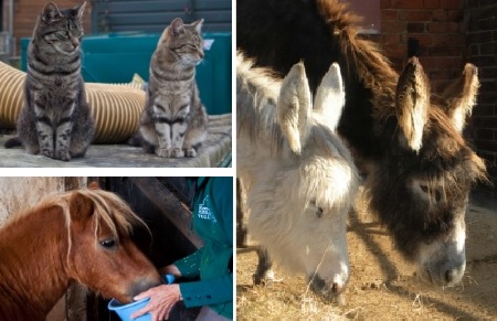 Remus Memorial Horse Sanctuary