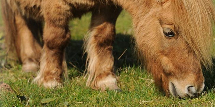 Shortwood Farm