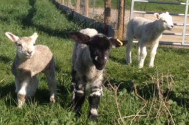 Foxholes Farm