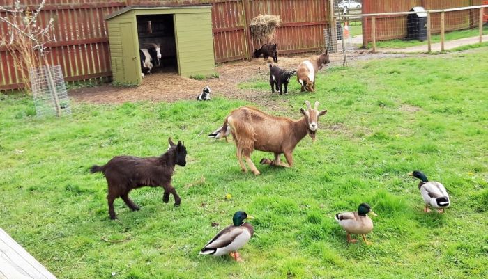 Whisby Animal Park