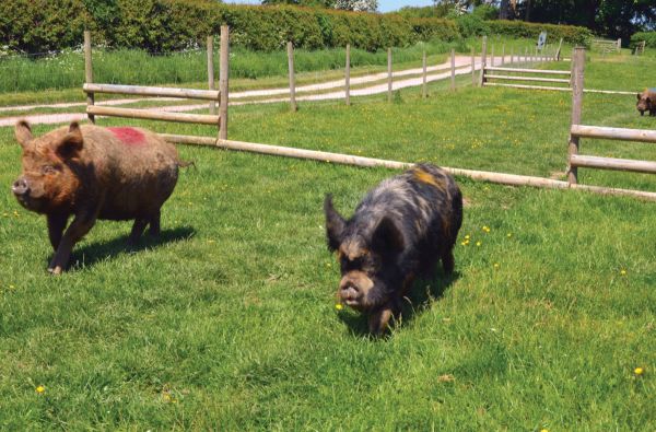 Park Hall Farm
