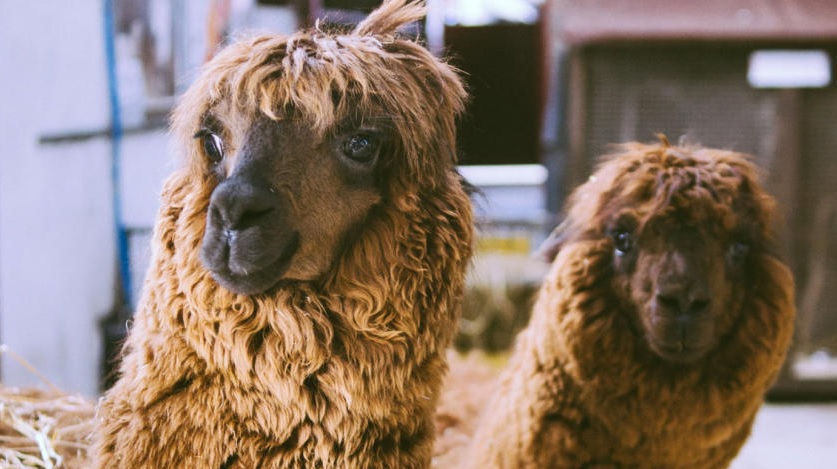 The Ark Open Farm