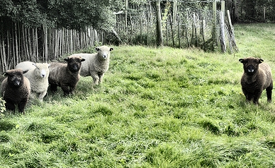 Rice Lane City Farm