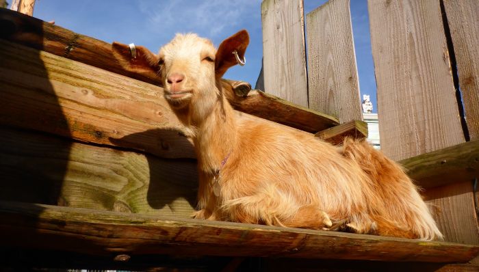 Vauxhall City Farm
