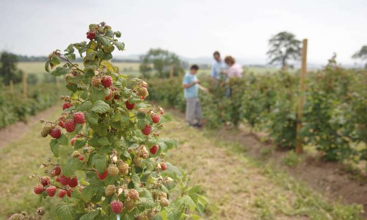 Charleton Fruit Farm
