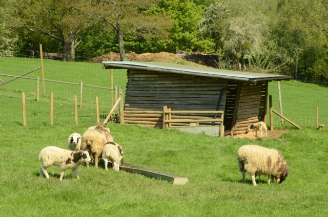 Rays Farm