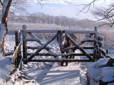 Donkey Park
