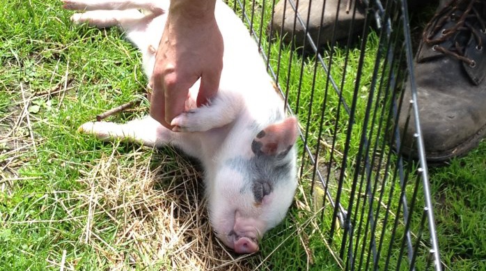 Farmyard Funworld