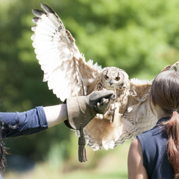International Centre for Birds of Prey