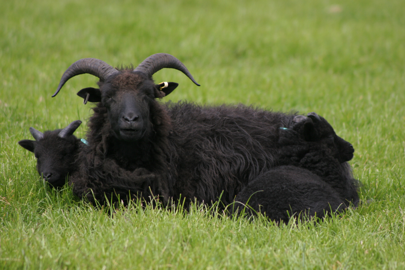 Doonies Farm