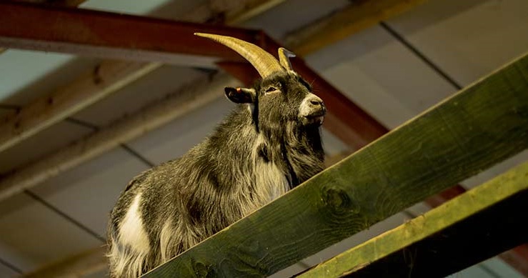 Farmer Ted's Farm Park