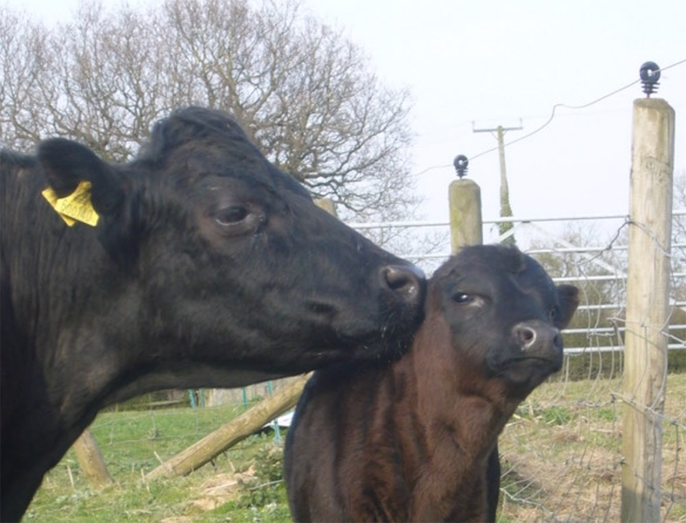 Lakemore Farm Park