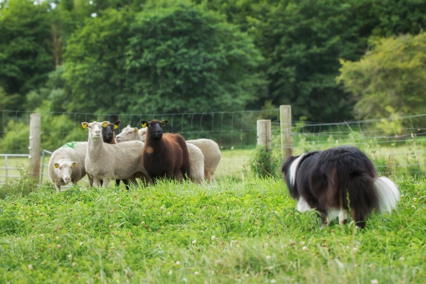 Working Sheepdogs