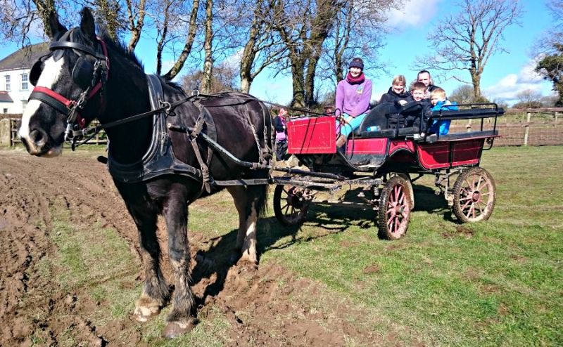 Dyfed Shire Horse Farm